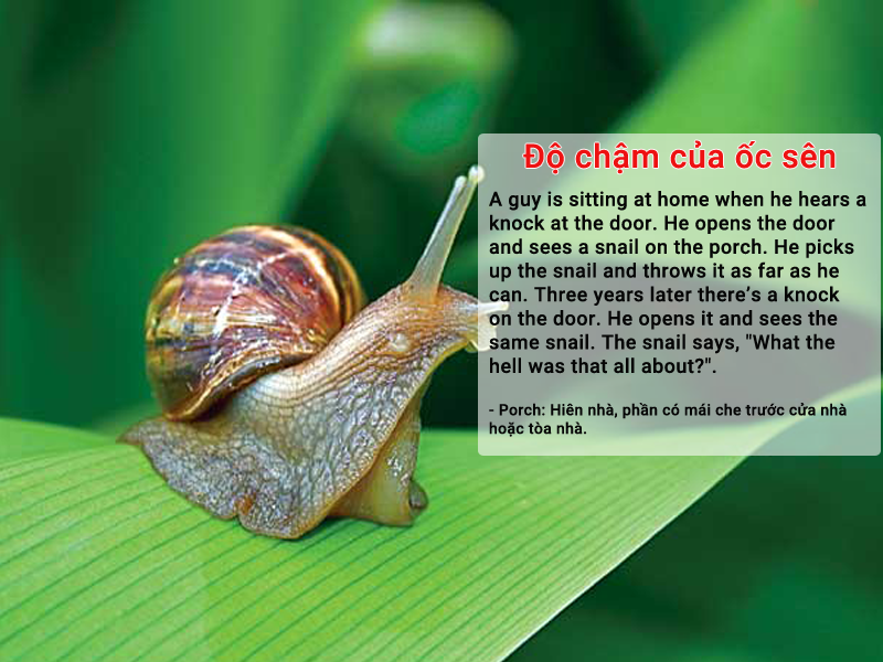 do-cham-cua-oc-sen